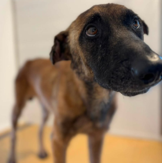 Burton, a Belgian Shepherd Malinois, available for adoption
