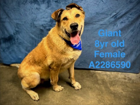 Giant, a German Shepherd, available for adoption