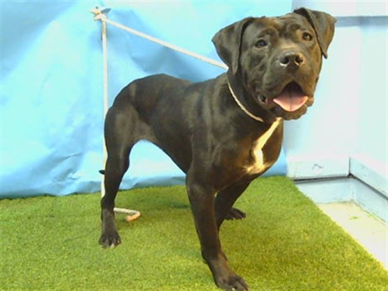 Oreo, a Bullmastiff, available for adoption