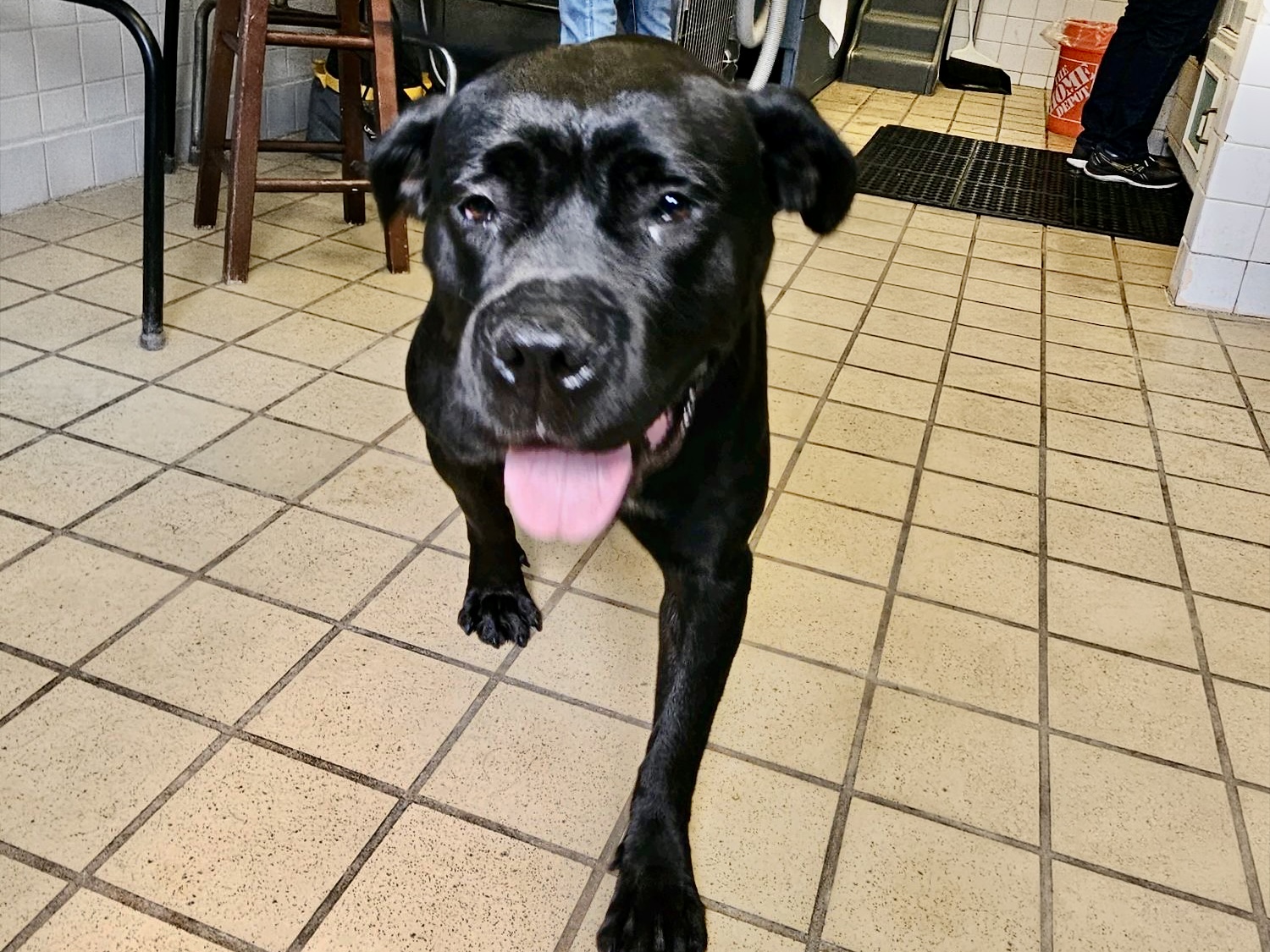 Oreo, a Bullmastiff, available for adoption