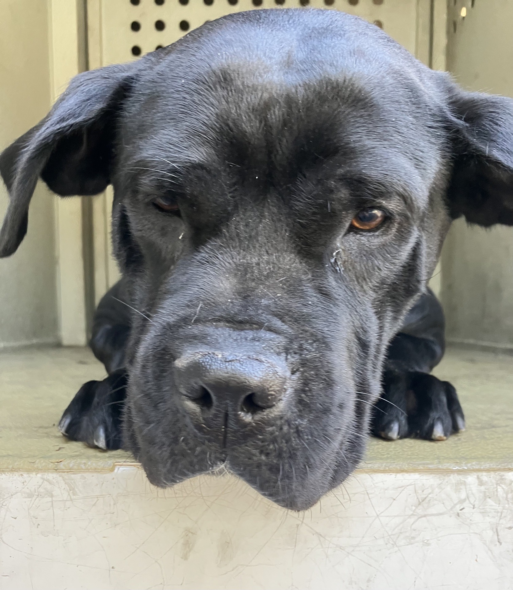 Oreo, a Bullmastiff, available for adoption