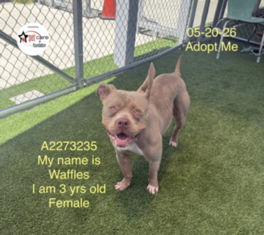 Waffles, a American Bulldog (mix breed), available for adoption
