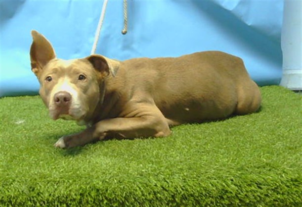 A5793084, a Bullmastiff, available for adoption