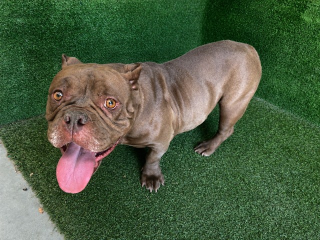 A5793209, a English Bulldog, available for adoption