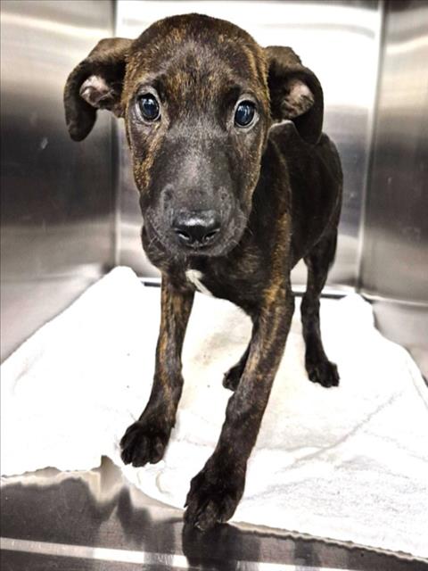 Captain, a Pit Bull Terrier (mix breed), available for adoption