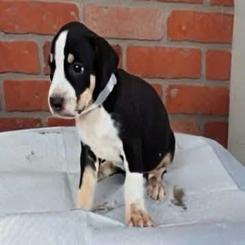 A2090332, a American Staffordshire Terrier, available for adoption