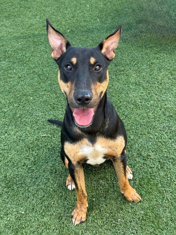Nice, a German Pinscher, available for adoption