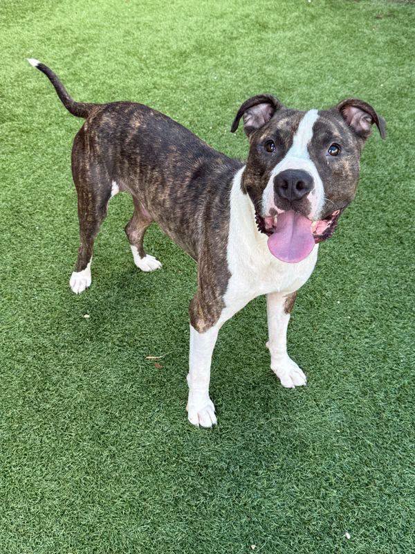 Baxter, a Pit Bull Terrier, available for adoption