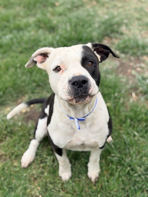 Adoptable pet photo
