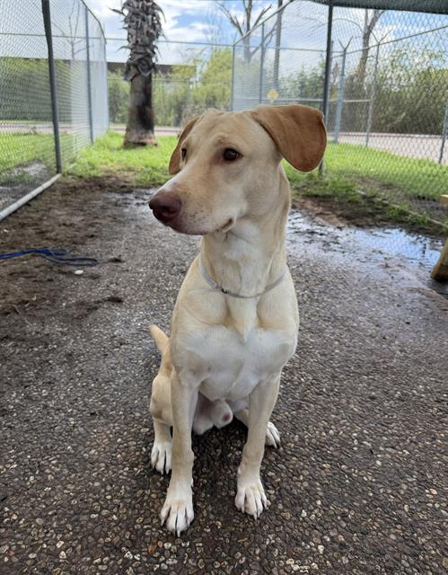 Adoptable pet photo