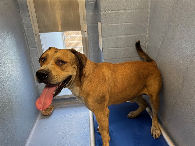 Adoptable pet photo