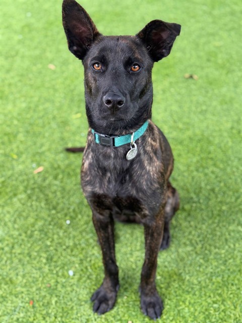 Raspberry, a Belgian Shepherd Malinois, available for adoption
