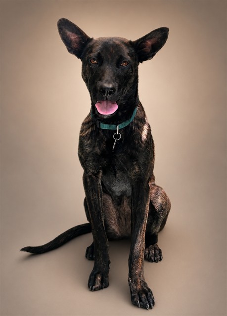 Adoptable pet photo