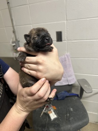 Adoptable pet photo