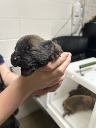 Adoptable pet photo