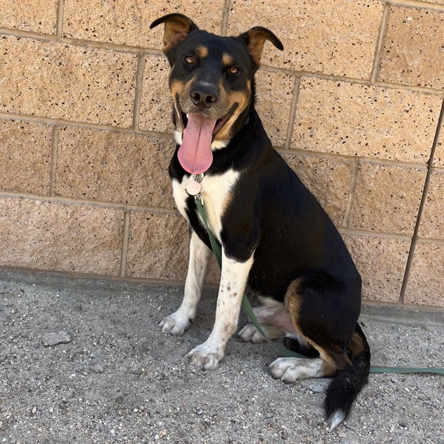 Rome, a Entlebucher (mix breed), available for adoption
