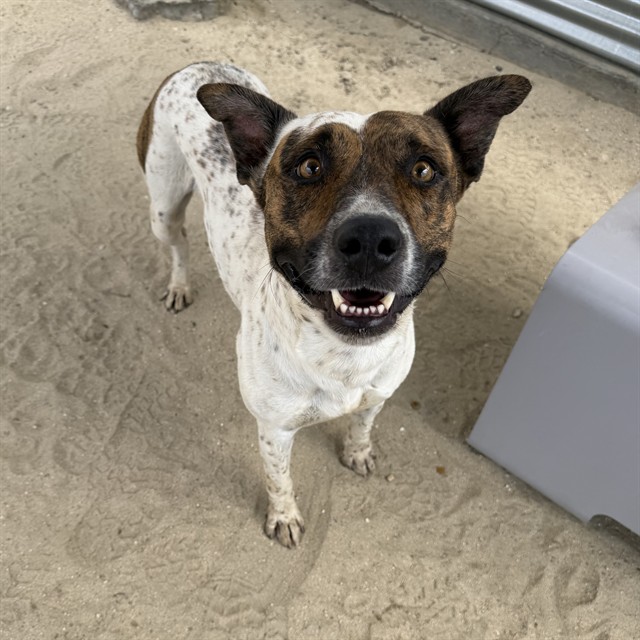 Rigo, a Pointer (mix breed), available for adoption