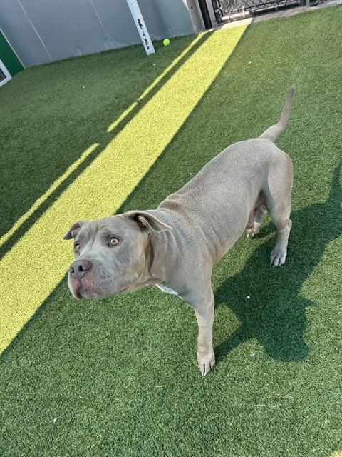 Ceaser, a Pit Bull Terrier (mix breed), available for adoption