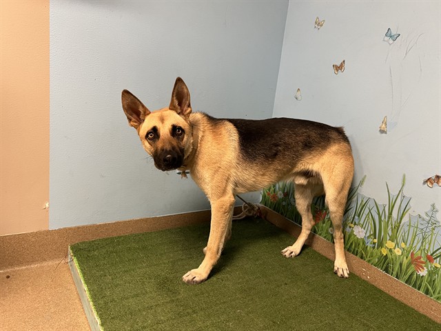 Muttley, a German Shepherd, available for adoption