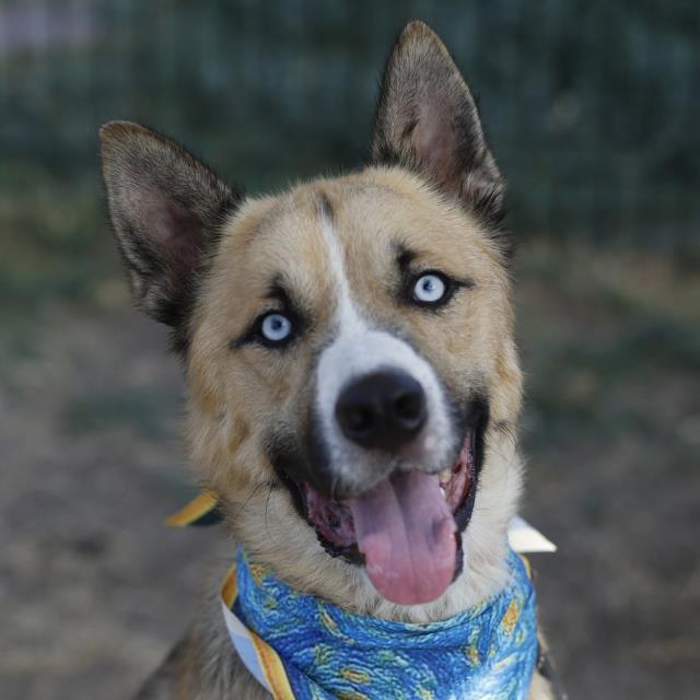 Zeus, a Husky, available for adoption