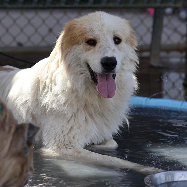 Ringo, a Great Pyrenees, available for adoption