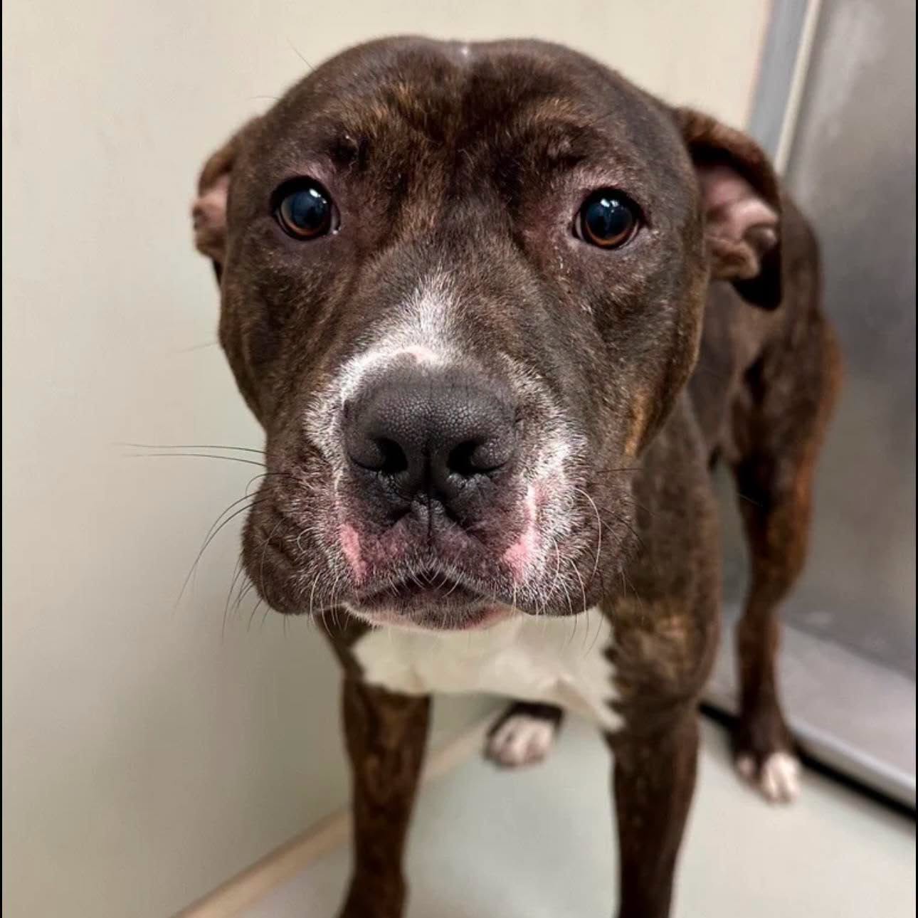 A190385, a Pit Bull Terrier, available for adoption