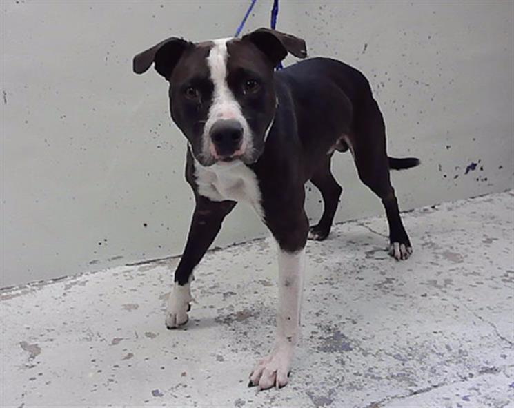 Sebastian, a Staffordshire Bull Terrier (mix breed), available for adoption
