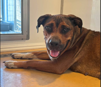 A597273, a Pit Bull Terrier (mix breed), available for adoption