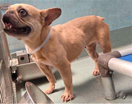 Selma, a French Bulldog, available for adoption