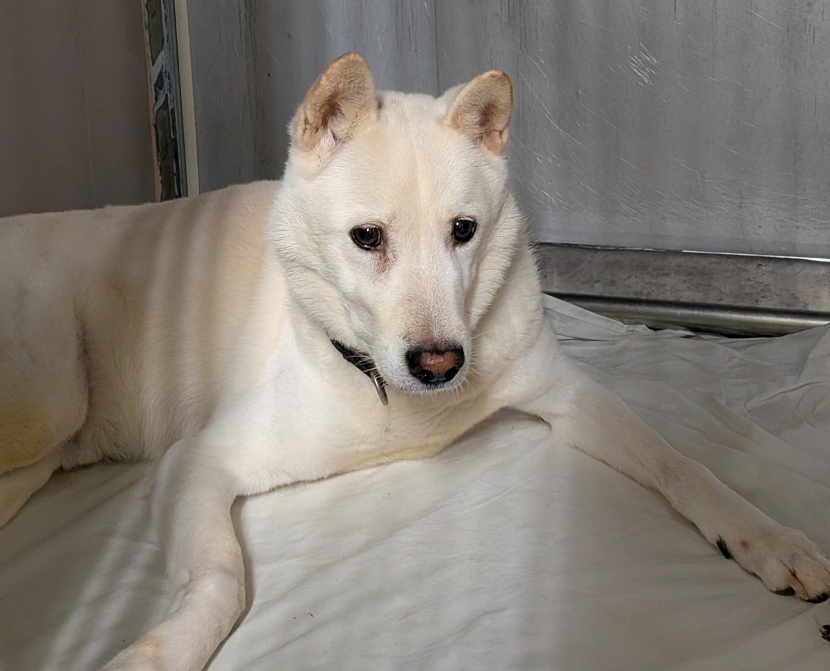Odin, a Jindo, available for adoption