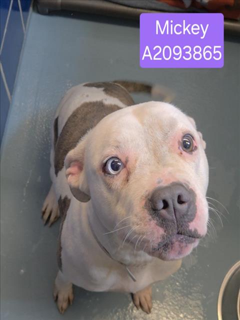 Mickey, a Staffordshire Bull Terrier (mix breed), available for adoption
