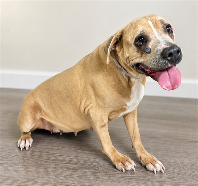 Lucky, a Bullmastiff, available for adoption