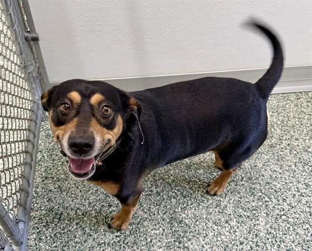 Randall, a Entlebucher, available for adoption