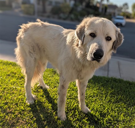 A5798634, a Great Pyrenees, available for adoption