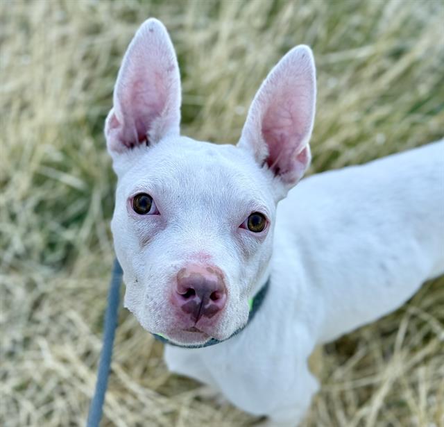 Pip, a Pit Bull Terrier, available for adoption