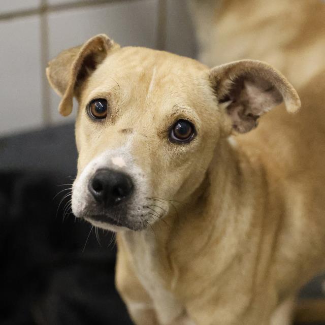 Gary, a Shepherd (mix breed), available for adoption
