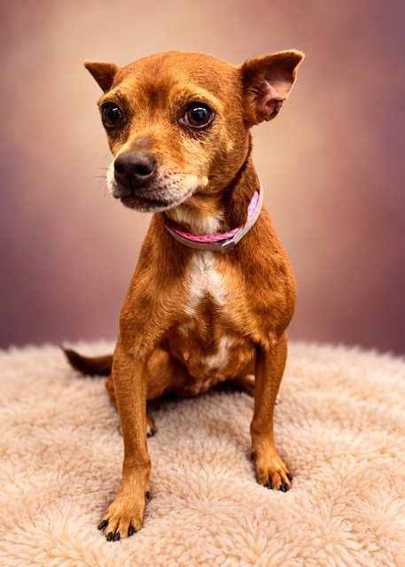 Plum, a Chihuahua, available for adoption