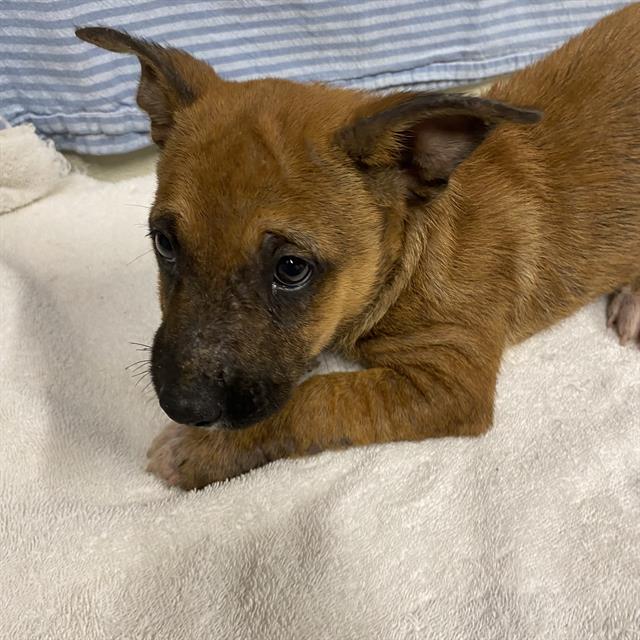 A614244, a Belgian Shepherd Malinois, available for adoption