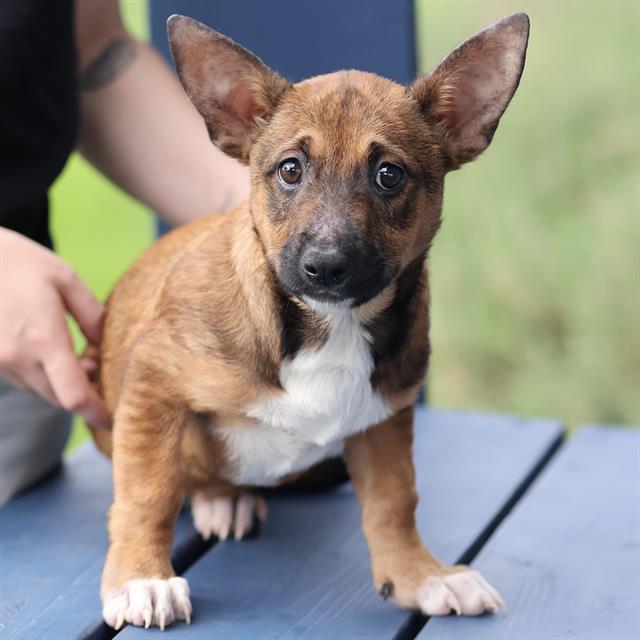 Rizzo, a Belgian Shepherd Malinois, available for adoption