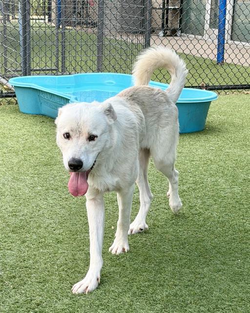 Esteban, a Husky (mix breed), available for adoption