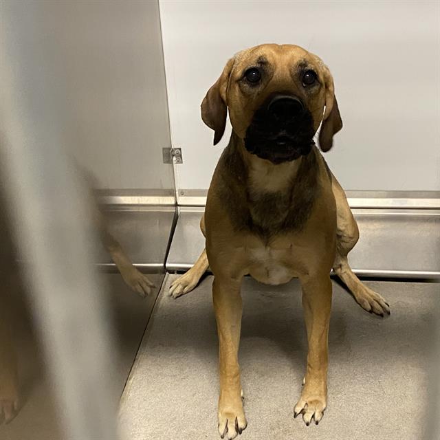Kilo, a German Shepherd, available for adoption