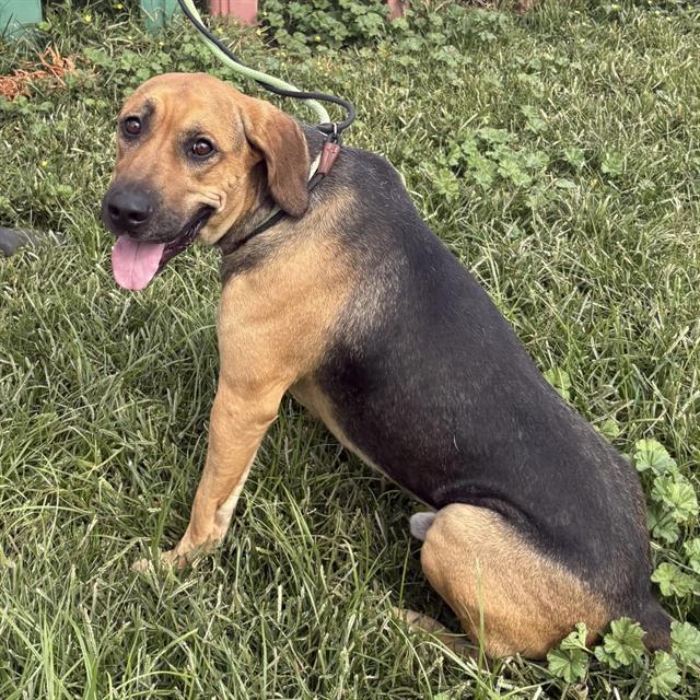 Kilo, a German Shepherd, available for adoption
