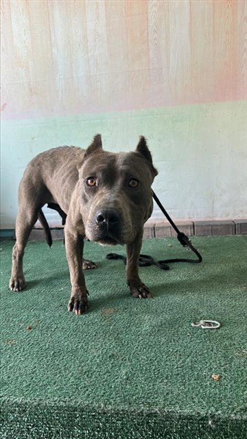 A5797296, a Pit Bull Terrier, available for adoption