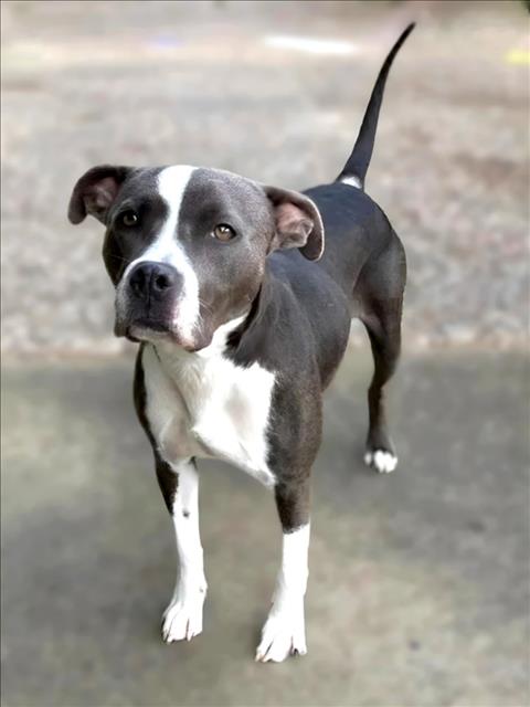 Crystal, a Staffordshire Bull Terrier (mix breed), available for adoption