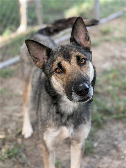 Marigold, a German Shepherd (mix breed), available for adoption