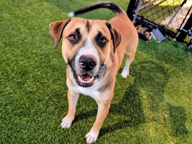 Boss, a American Staffordshire Terrier (mix breed), available for adoption