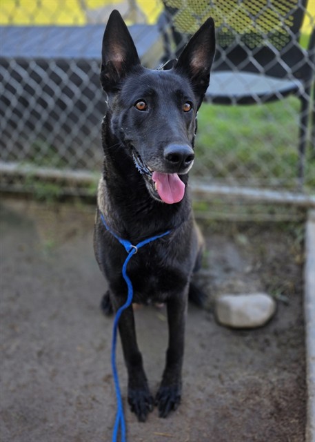 Chili + Puppies, a Dutch Shepherd, available for adoption