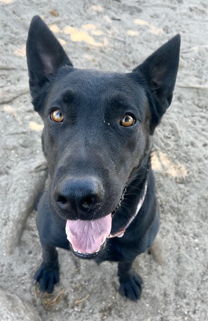 Gina, a Shepherd (mix breed), available for adoption