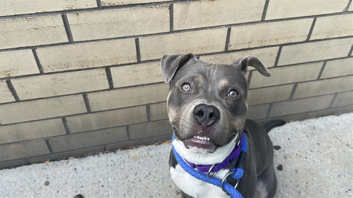 Bubbles, a Pit Bull Terrier, available for adoption