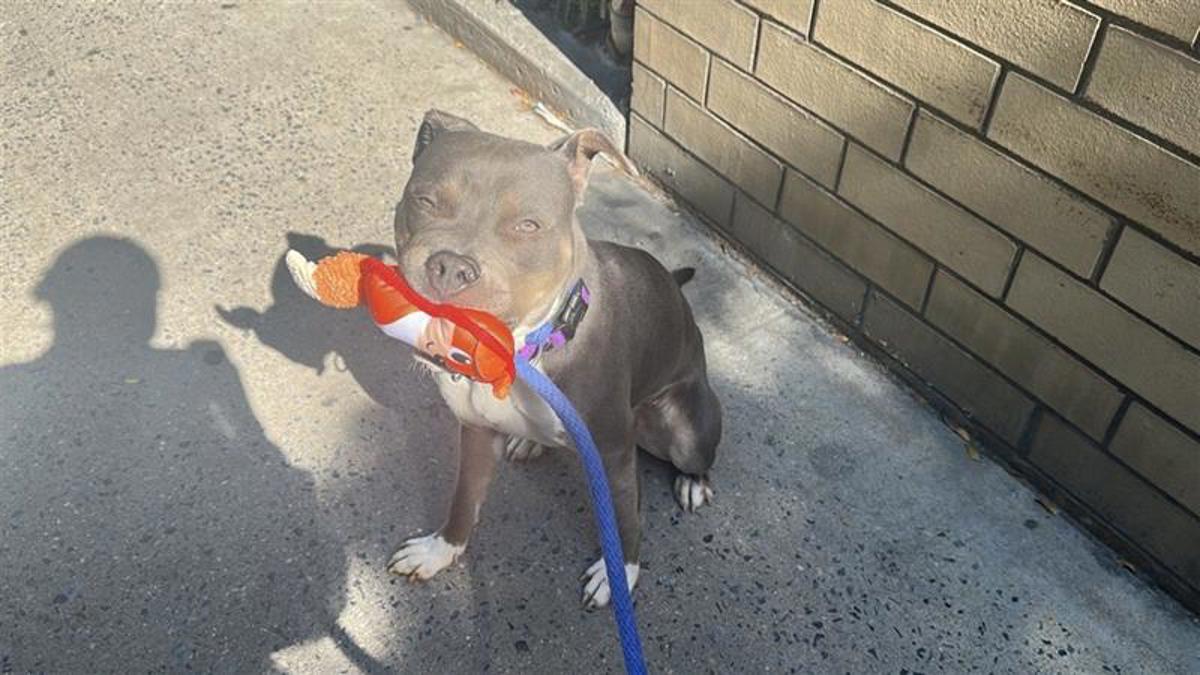 Other Photos of thie Dog